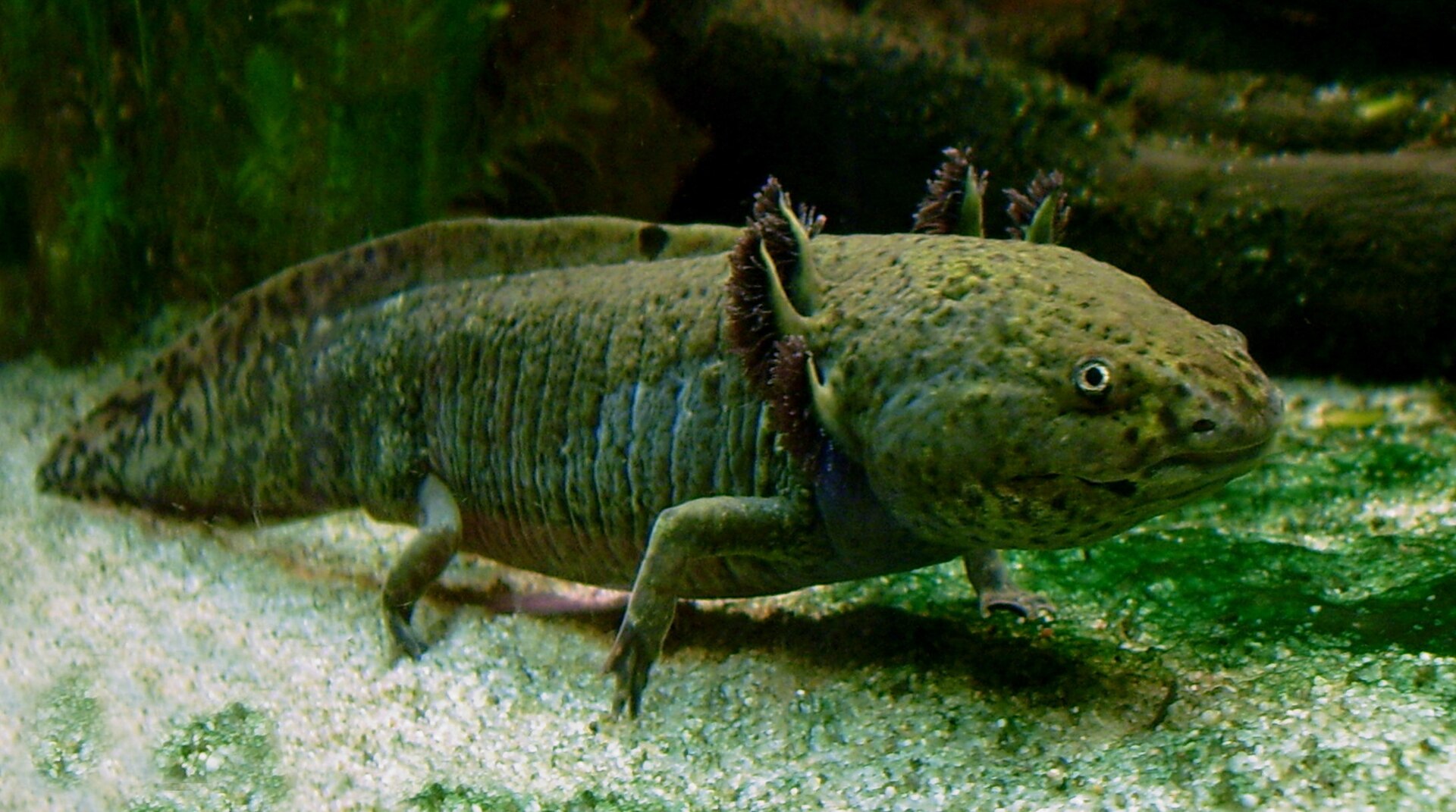 Axolotl in its natural environment