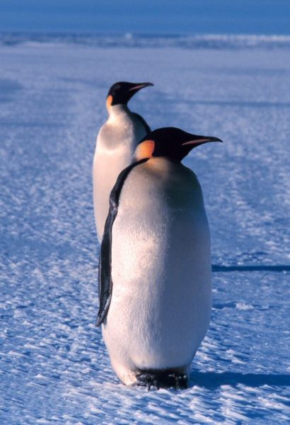 Emperor Penguin in its natural environment